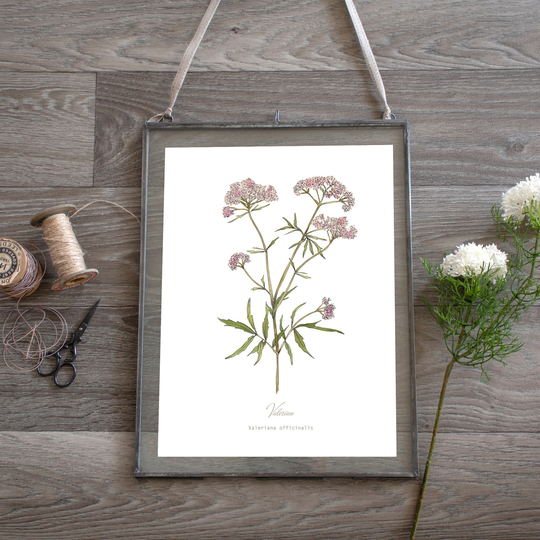 Valerian Pink Herb Botanical Print, Plant Illustration, Wall Art