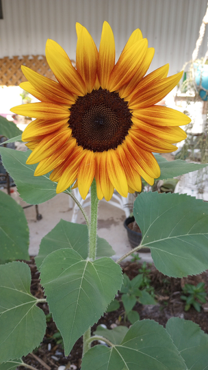 Sunshine State Seeds #46 Velvet Queen Sun Sunflower F1 Open Pollinated Garden Heirloom Variety Florida Grown Hybrid