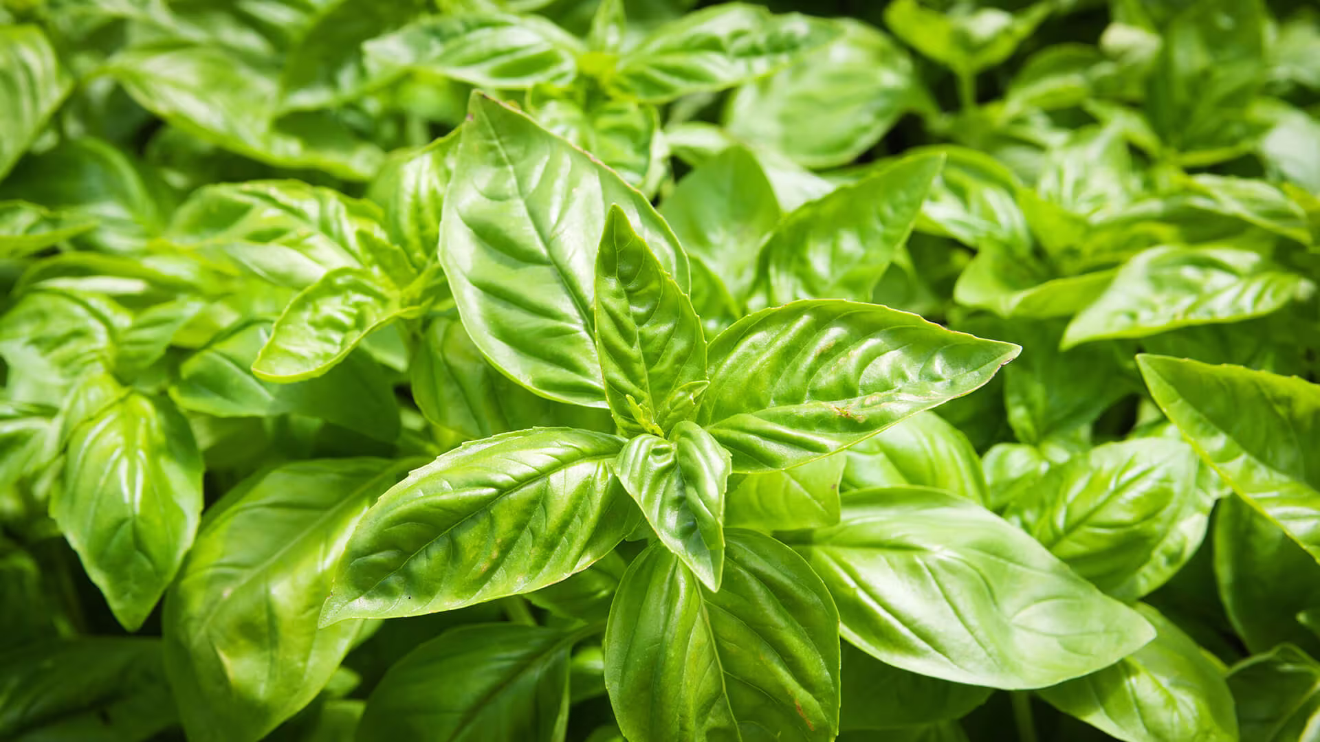 100 Seeds-Organic Sweet Basil Seeds-Ocimum Basilicum -Large Leaved Italian Type Herb-Annual-High Quality Non Gmo-J084