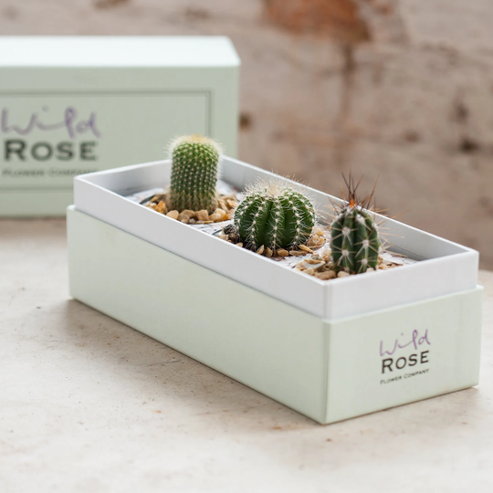 The Cacti Garden in A Beautifully Crafted Gift Box
