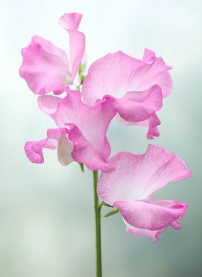 15 Organic Seeds Gwendoline One Of Most Beautiful Sweet Peas Duftwicke Samen Somen Zaad Zaden Semi Sementi Sementes Siemenet Graines Nasiona