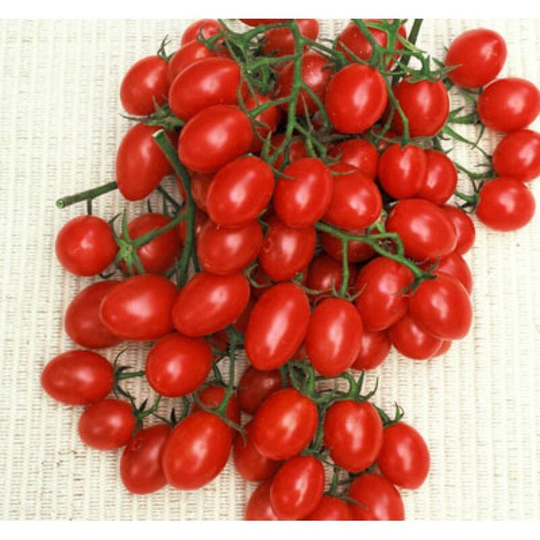 Tomato Rosalita Seeds Heirloom Non Gmo For Planting | 204585
