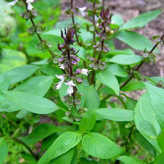Sweet Basil Herb Seeds/Heirloom High Yields Open Pollinated Container Gardennon-Gmo