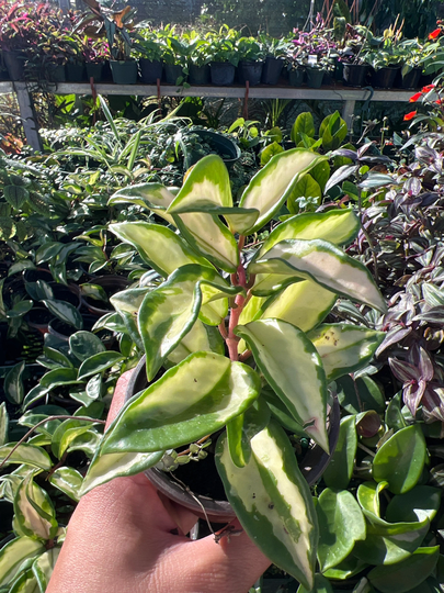 Hoya Carnosa Variegated Krinsom Princess Plant 3 in Pot