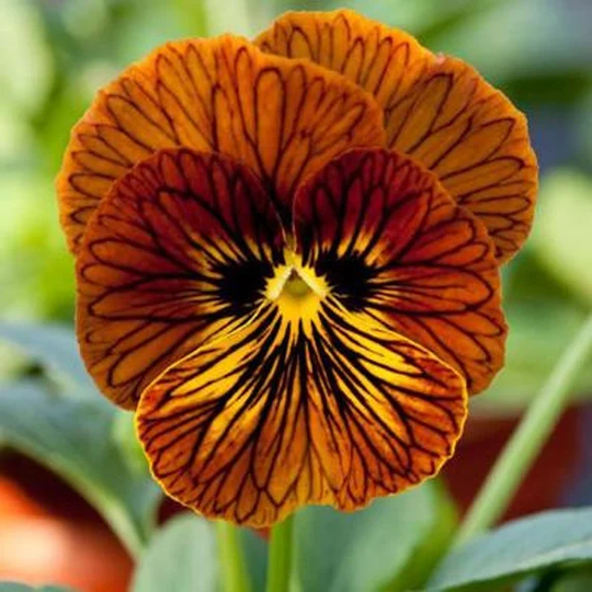 50 Thru 250 Seeds Viola Angel Tiger Eye Red Pansy | Perennial Seeds