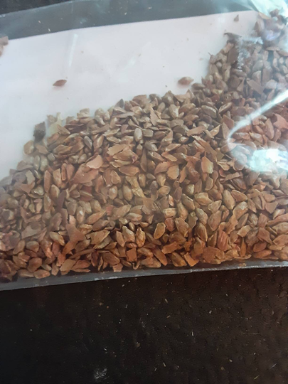 Chinese Hemlock Tree Seeds | Tsuga Chinensis