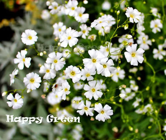 Baby's Breath White - 3500 Seeds Gypsophila Elegans Wedding Bouquet Flower