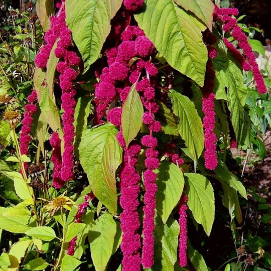 Flower Seeds Amarant Tail Ruby