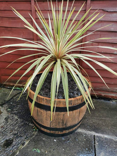 Whisky Barrel Planter, Flower Pot
