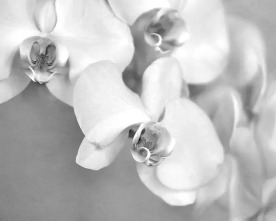 Flower Black & White Photography, Grey Wall Art, Large Floral Print, Bathroom Bedroom Powder Room Girls Decor, Orchid Picture