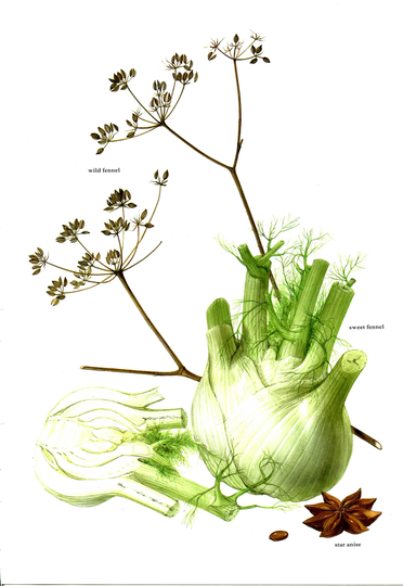 Fennel Star Anise 1975 Vintage Botanical Print By Marilena Pistoia - Original Detailed Illustration Of Fruit & Vegetables 47/103
