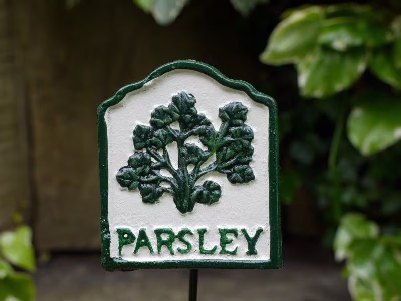 Parsley Herb Marker Free Delivery Cast Iron Plaque On Stake Hand Painted Great For Garden, Allotment Or Greenhouse 29cm Tall