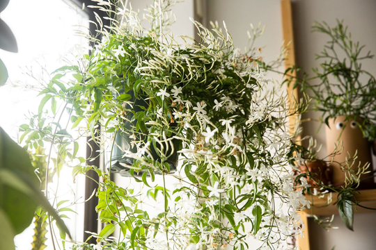 Jasmine Seeds