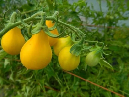 Tomato Yellow Pear X30 Seeds Vegetable Seed