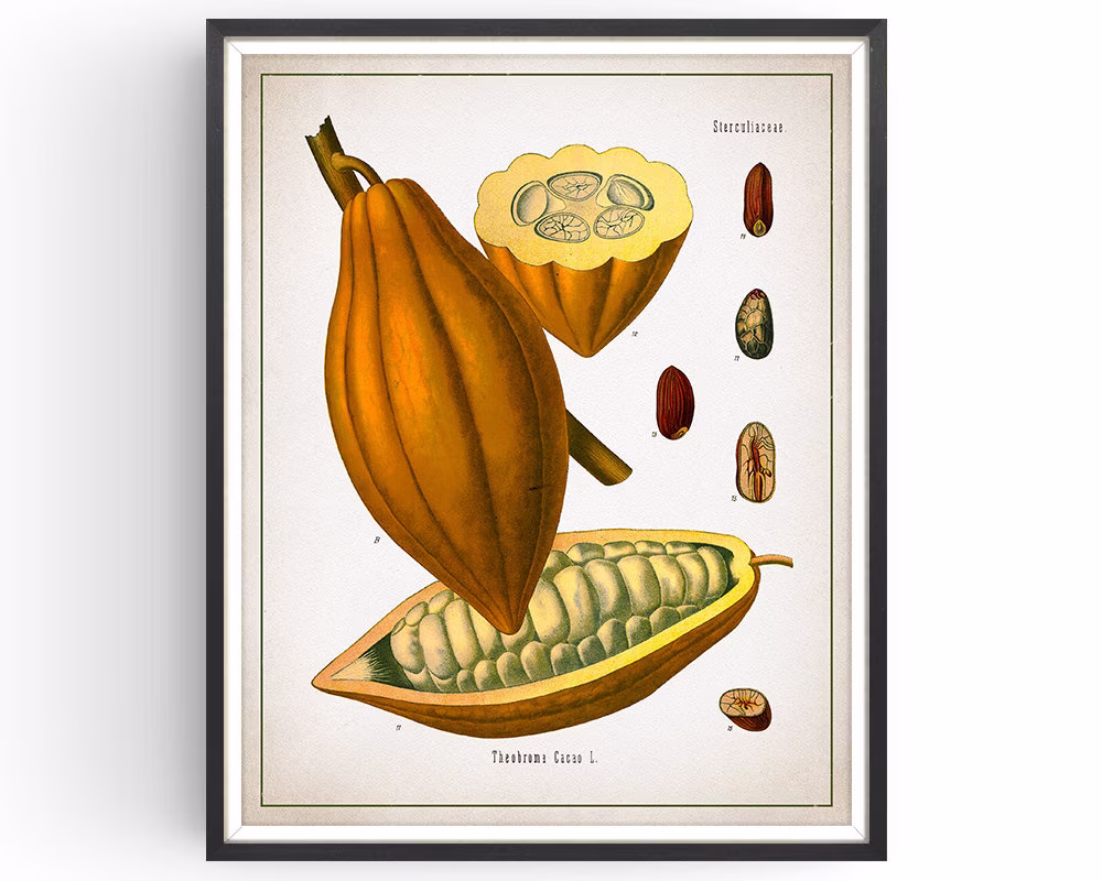 Cocoa Pod - Botanical Print Vintage Chocolate Art Medicinal Plant Botany Decor Kitchen Unframed