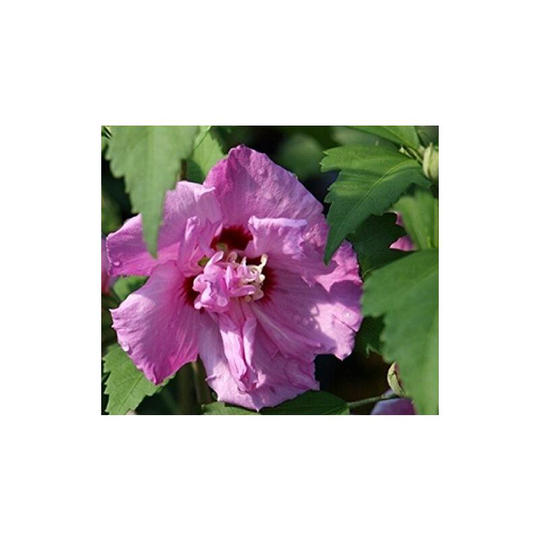 Hibiscus Ardens Flowering Garden Shrub Plant 40-50cm in a 2 Litre Pot