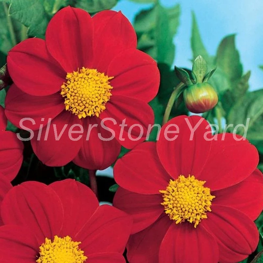 Dahlia Seeds, Terry, Purple Tape, 0.2G Ukrainian Organic Seeds , Sw719