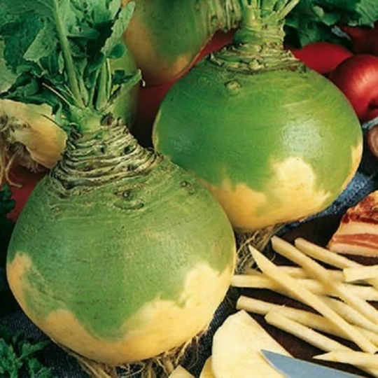 Vegetable - Swede Wilhelmsburger 700 Premium Quality Seeds