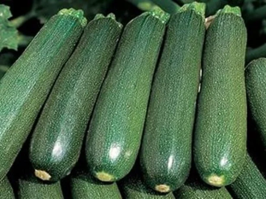 Zucchini Seeds Tsukesha