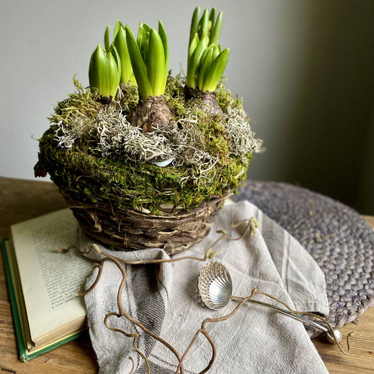 Woodland Bark Trug With Fresh Hyacinth Bulbs