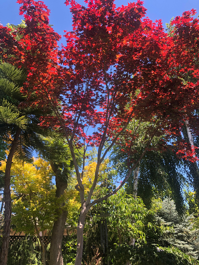 Japanese Maple Seed