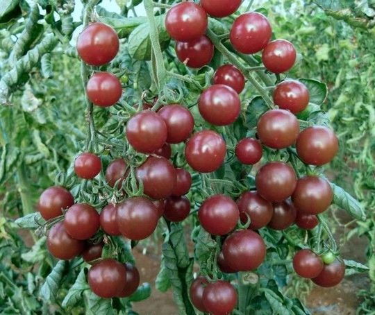 Vegetable - Tomato Black Opal 5 Premium Quality Seeds