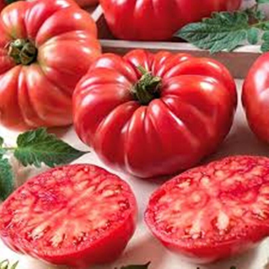 Tomato American Ribbed Seeds Heirloom Non Gmo For Planting | 202835