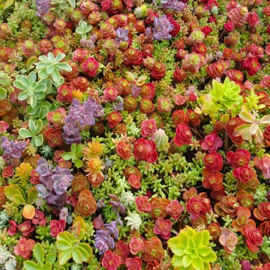 Sedum Mix | 1000+ Seeds Approx Green Roof Rock Garden Same Day Dispatch