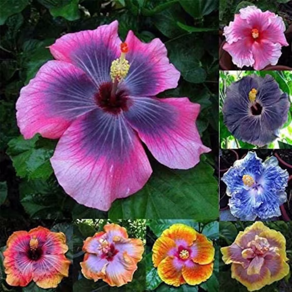 Hibiscus Flower Seeds - 50 Mixed Color For Planting Ships From Iowa