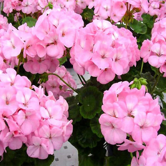 Appleblossom F1 - Geranium 10 Seeds Pelargonium Zonale Perennial Balcony Plant