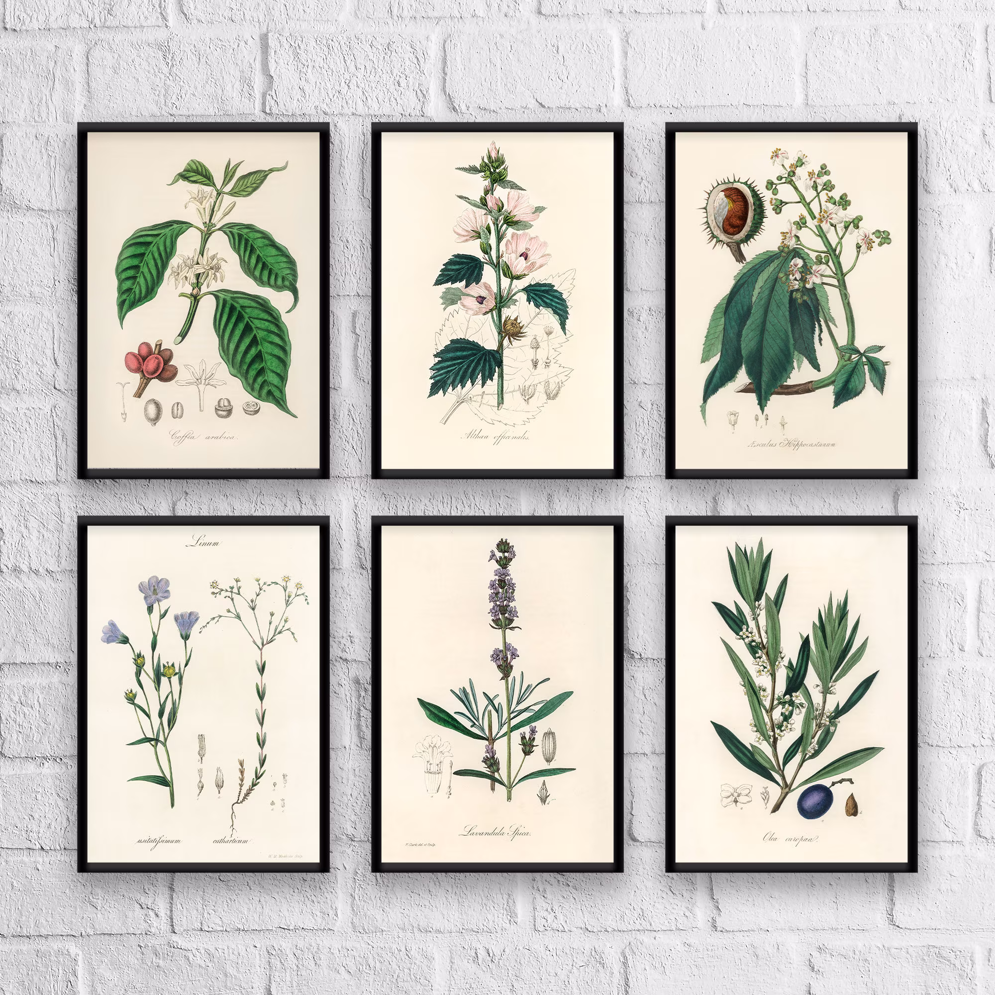 Antique Herbs Print Set No. 2, Herb Prints, Botanical Art, Set, Kitchen Giclee Christmas Gift