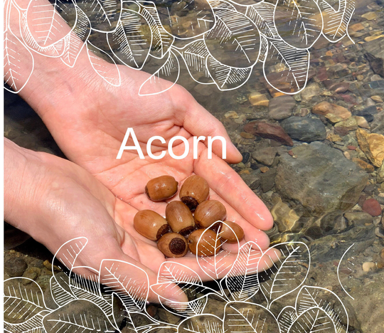 Acorn Dye, Acorn, Dried Herb Wood Chips , Natural Dye Ingredient, Botanical Dyes, Eco Print, Plant