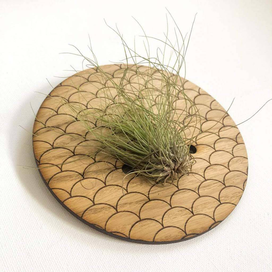 Small Wooden Engraved Wall Planter For Air Plants