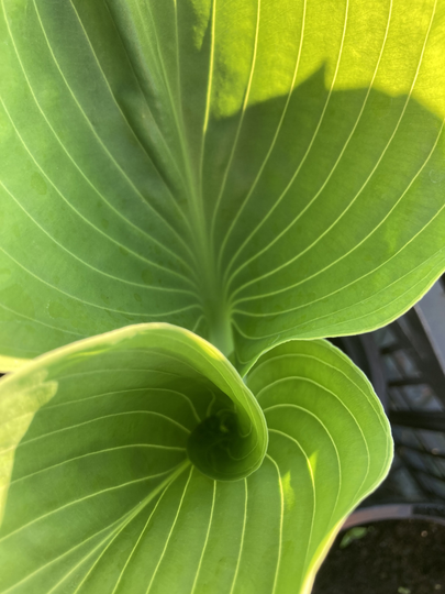 Hosta