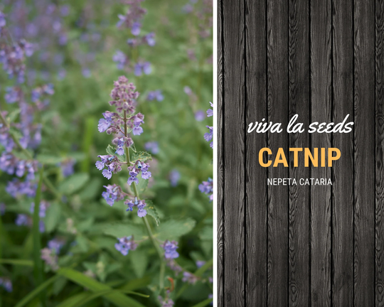 Catnip | 250 Seeds Medicinal & Culinary Herb Non Gmo Nepeta Cataria