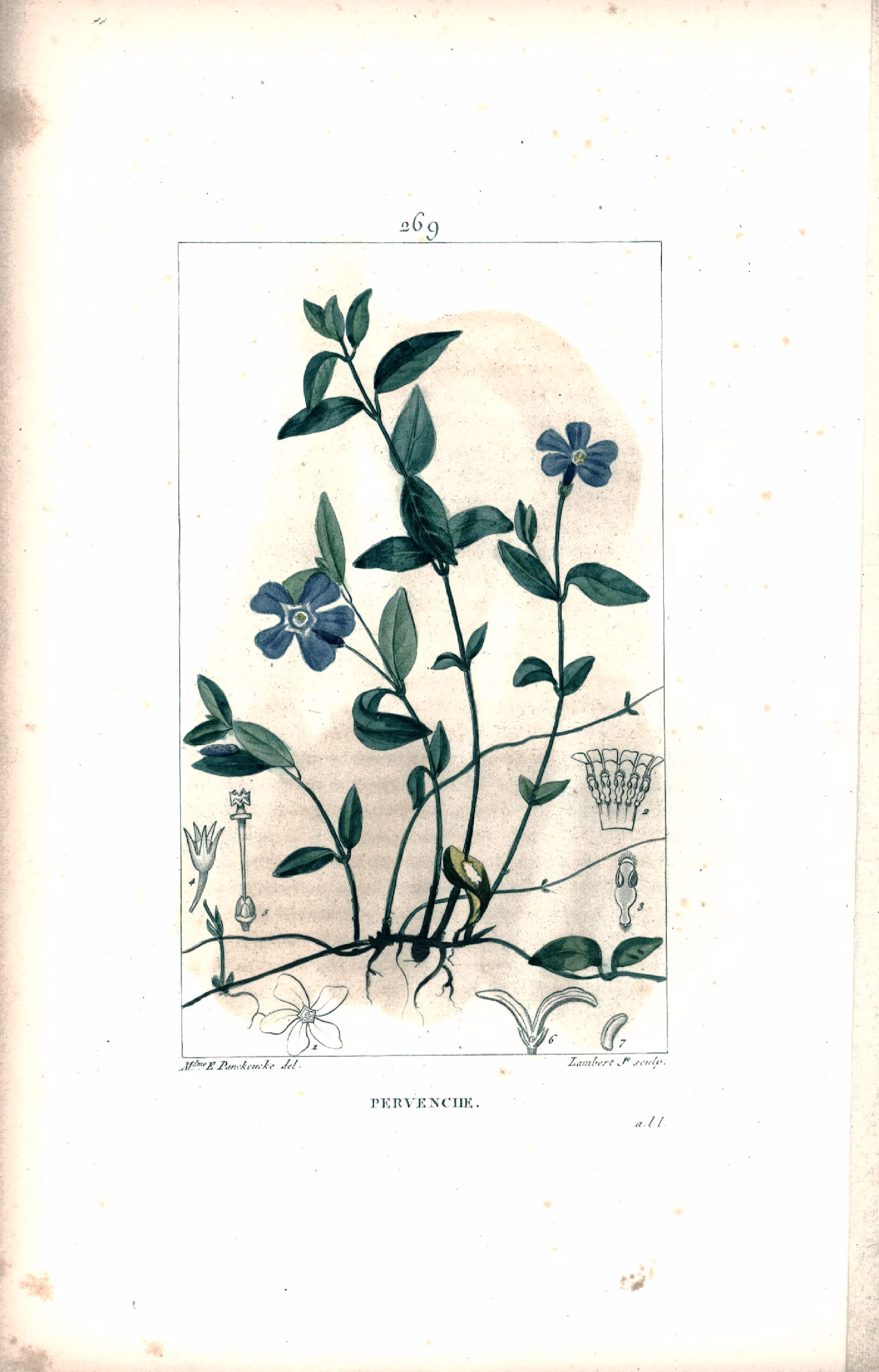 1831 Rockrose Cistus Antique Print Wild Plant Botanical Botany Wall Art Framing Home Decor