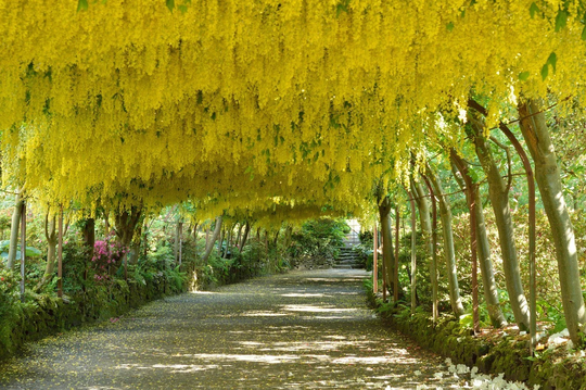 Laburnum Seeds, Climbing, Bonsai Yellow Flowering, Golden Wisteria, Tree Seeds