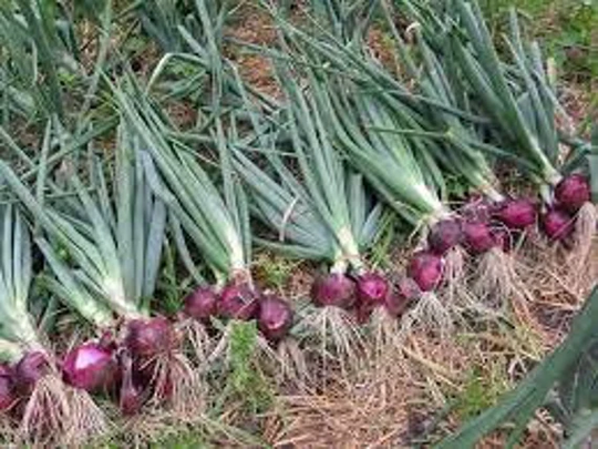 Onion Red Ruby Heirloom Seed 50