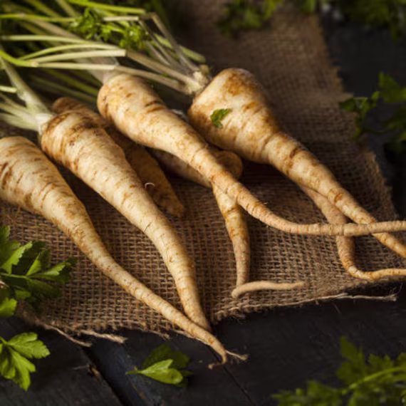 Usa Seller Hamburg Rooted Parsley 100 Seeds | Petroselinum Crispum