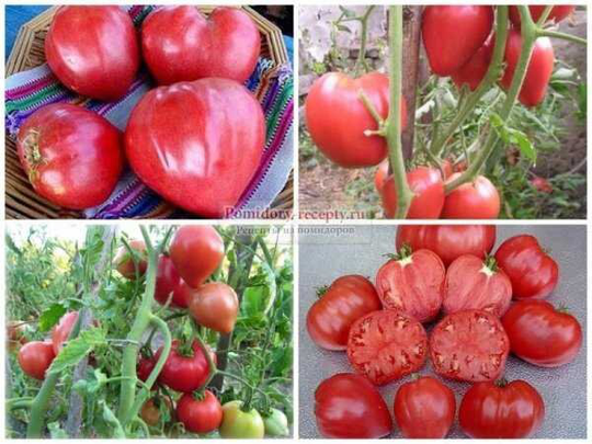 Tomato Seeds Pink Budenovka
