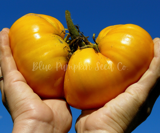 Dr Wyche's Yellow Heirloom Tomato Seeds Indeterminate, Giant Tomato, Large Gold Yellow Orange Tomato Seeds