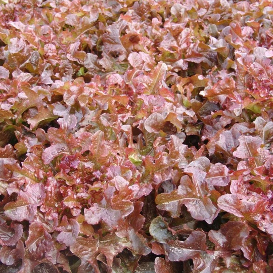 Oak Leaf Lettuce Redin Seeds Open-Pollinating Non Gmo For Planting | 204267
