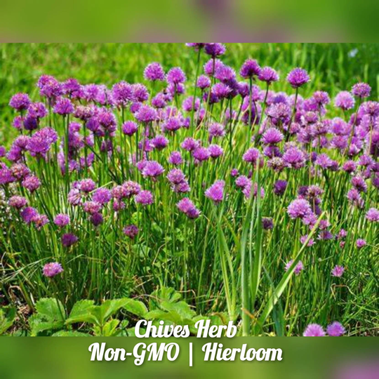 Chive Herb 100 Seeds | Non-Gmo Free Shipping
