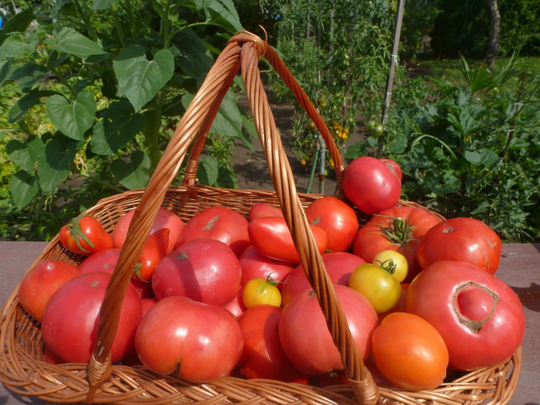 Bulgarian Tomato Seeds Mix, Mix Of Heirloom