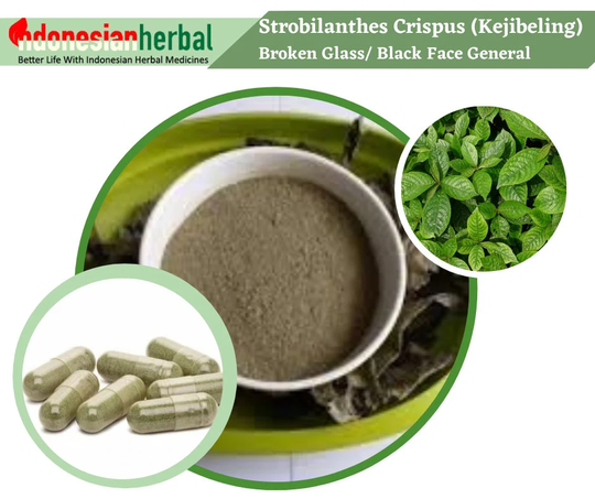 Free Powder Pure Black Face General/Broken Glass /strobilanthes Crispus Organic
