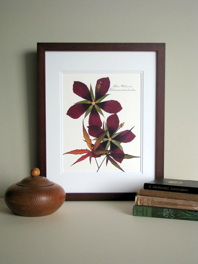 Pressed Flower Print, 11x14 Double Matted, Star Hibiscus Tropical Flowers, Floral Art Botanical Wall Decor No. 0066
