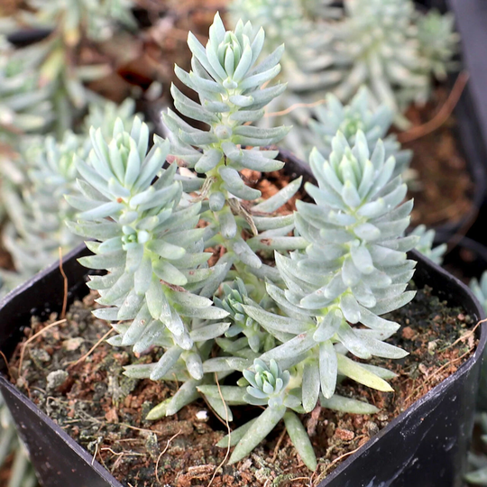 Silver Sedum Rupestre Succulent Seeds - 350 Flower Rock Garden Seed