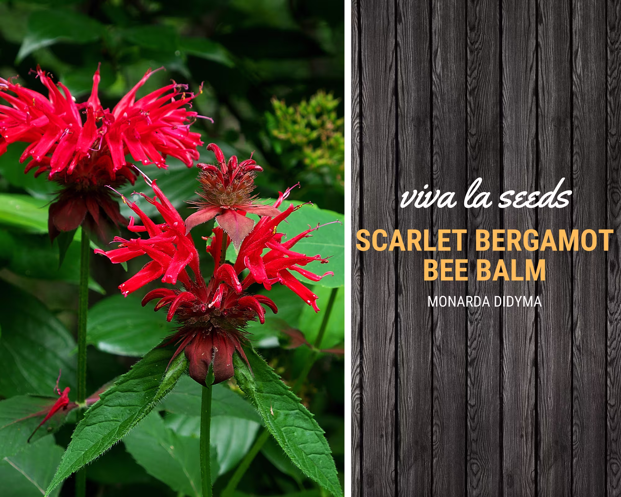 Bee Balm, Scarlet Bergamot | 20 Seeds Medicinal Culinary Herb Non Gmo Monarda Citriodora