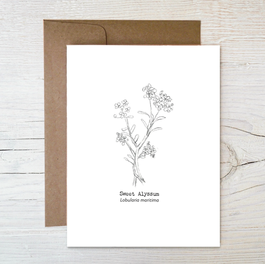 Plantable Wildflower Seed Card, Sweet Alyssum Sketched Image, Eco Friendly Blank Card