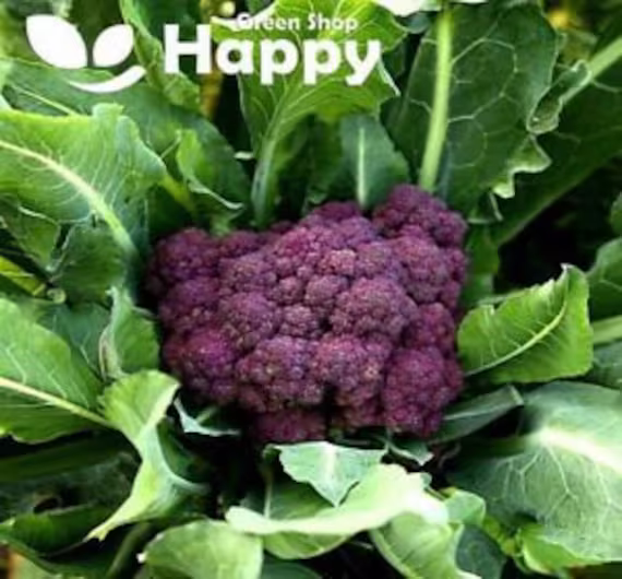 Purple Broccoli - 100 Seeds Miranda Calabrese Brassica Oleracea